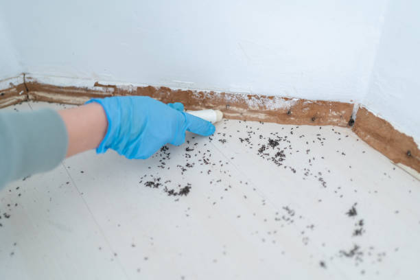 Best Residential Pest Control  in Lukachukai, AZ